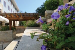 flowers blossoming on the outdoor patio